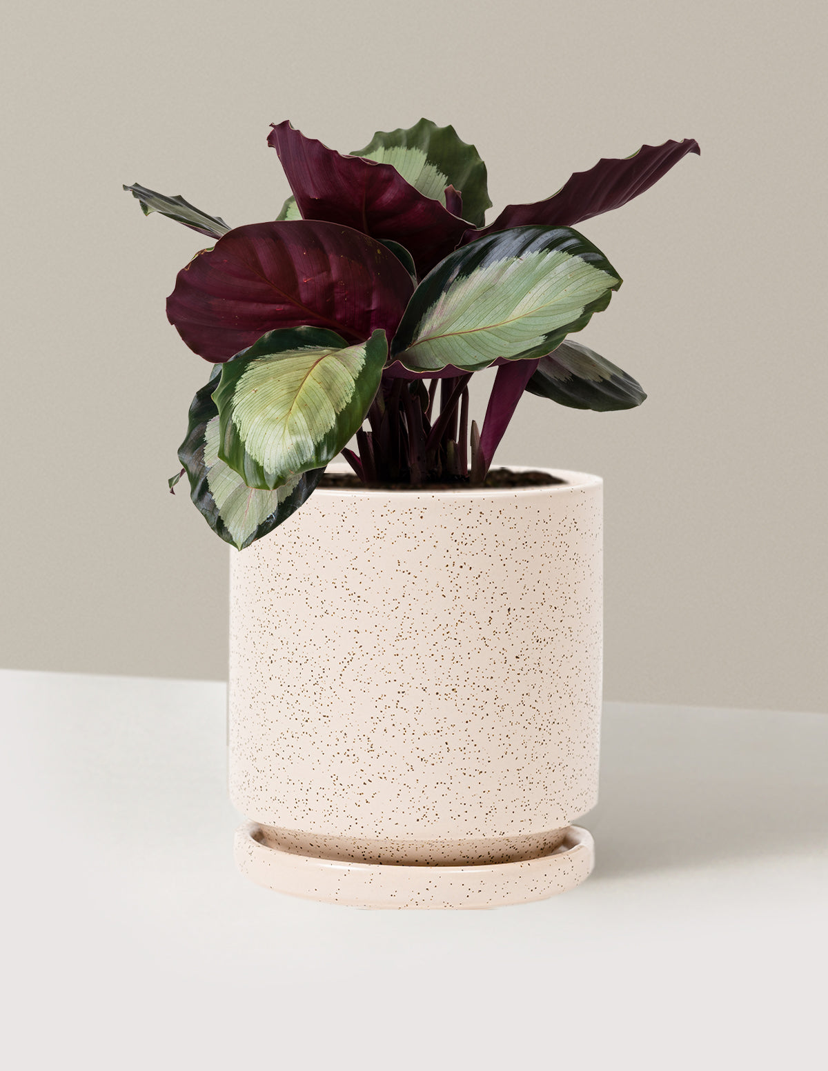 Calathea Rosy