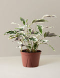 bundle | Medium | Grow Pot