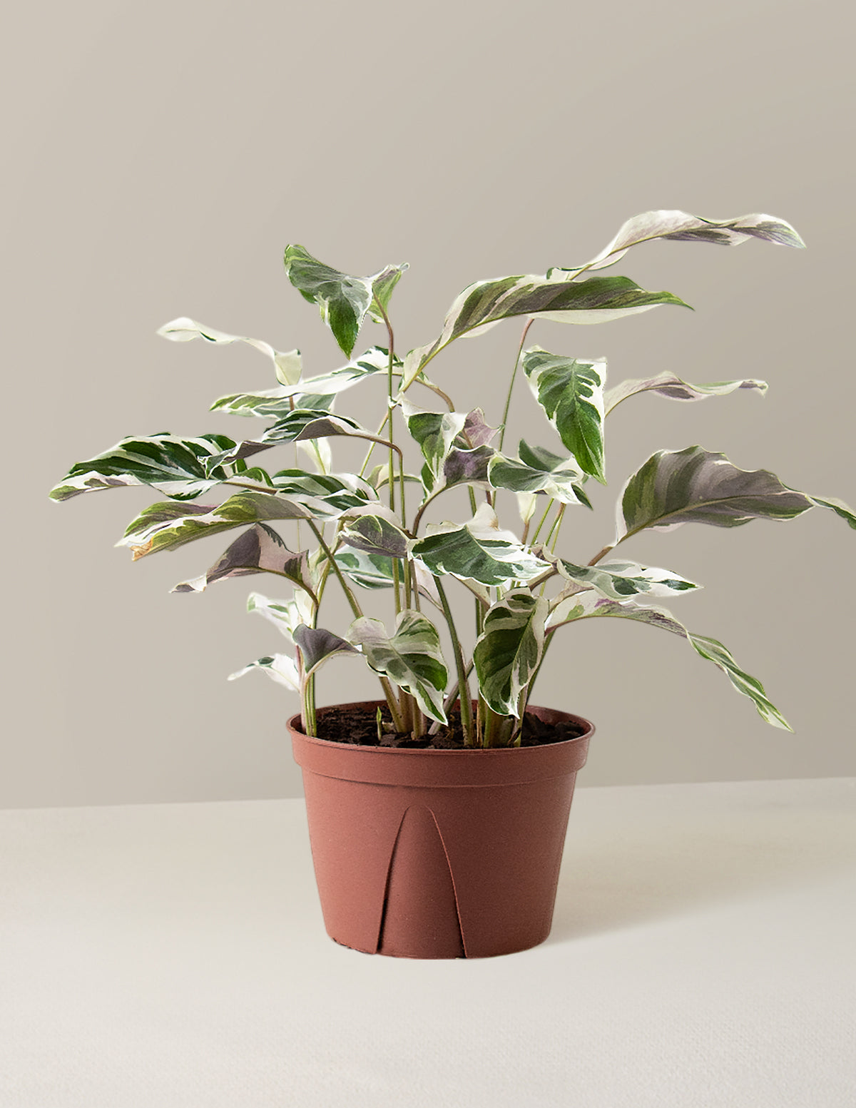 bundle | Medium | Grow Pot