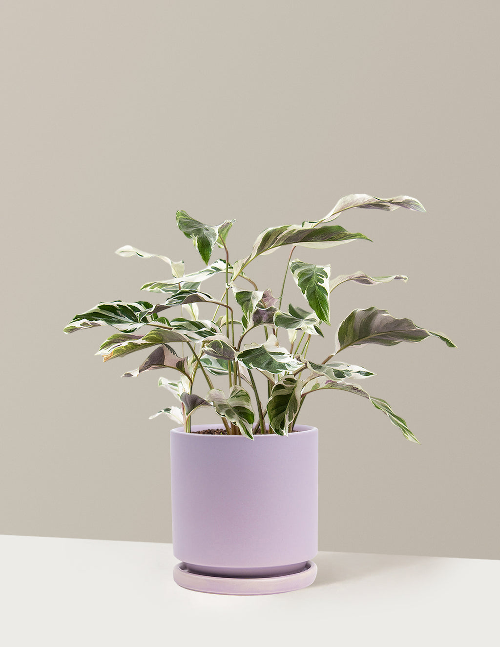 bundle | Medium | Isabella | Lavender