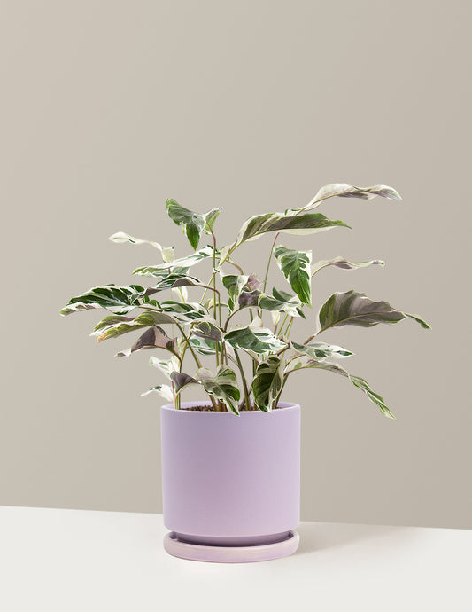 Calathea White Fusion