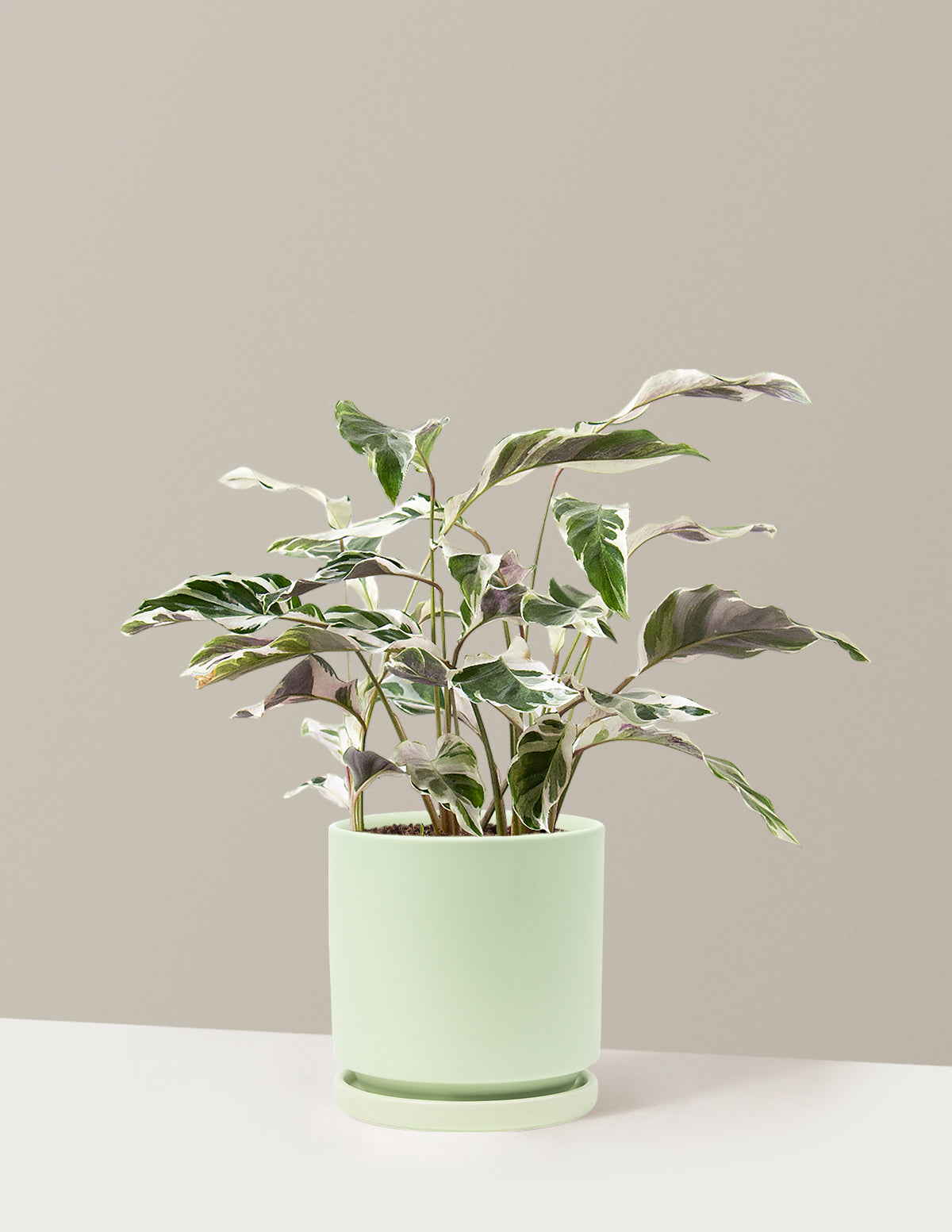 bundle | Medium | Isabella | Sage