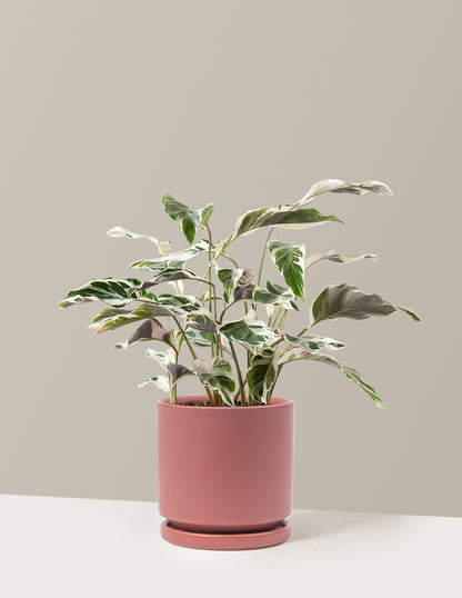 bundle | Medium | Isabella | Dusty Rose