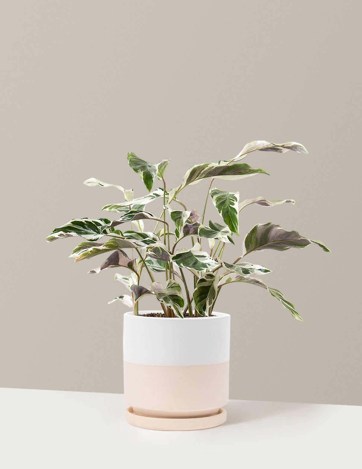 Calathea White Fusion | Tropical Houseplants for Delivery