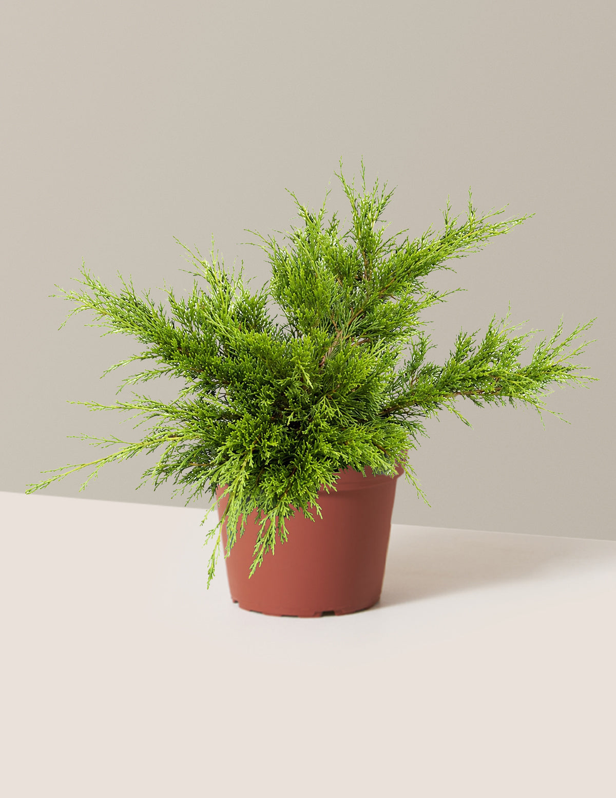 Calgary Carpet® Juniper