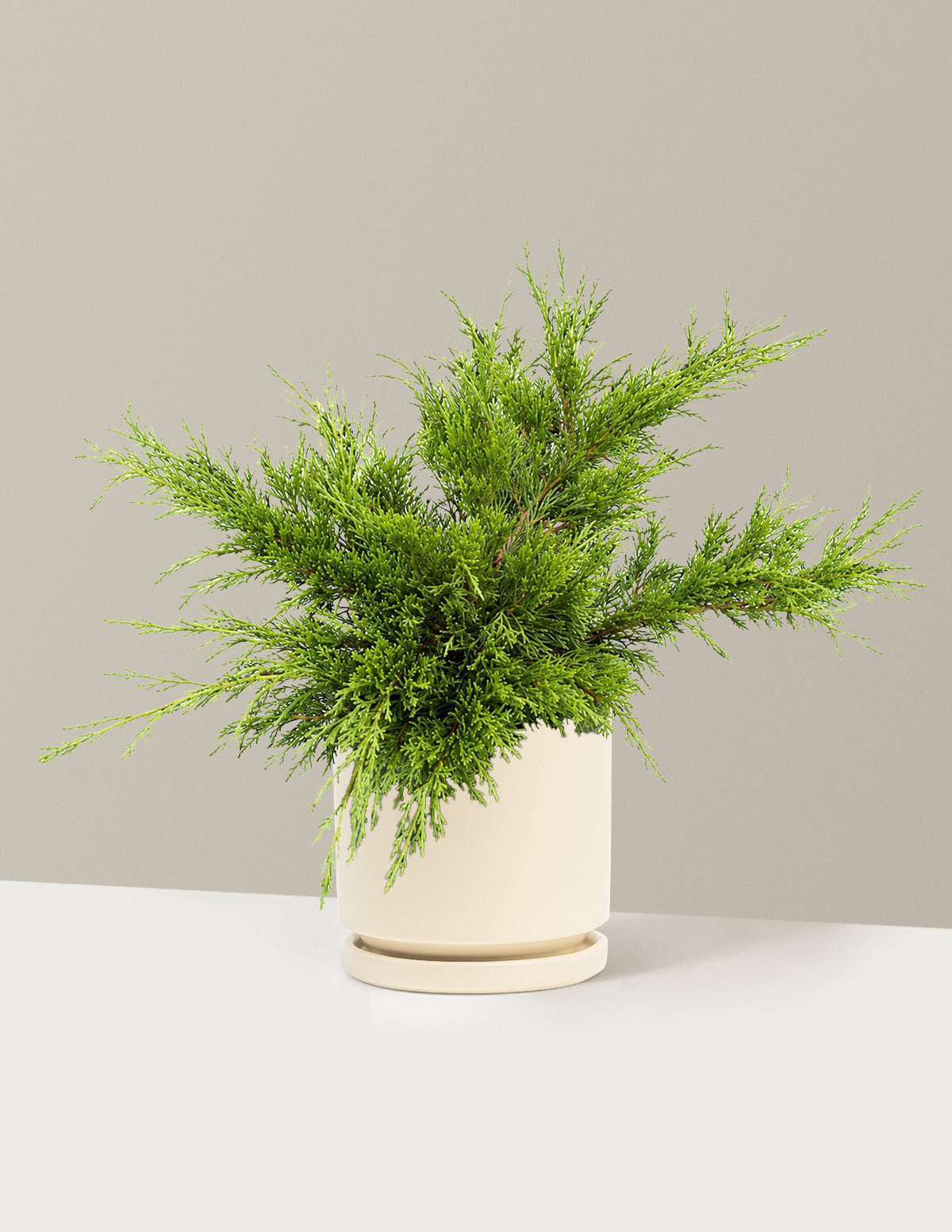 Calgary Carpet® Juniper