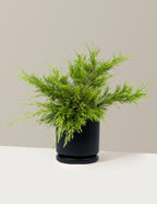 Calgary Carpet® Juniper