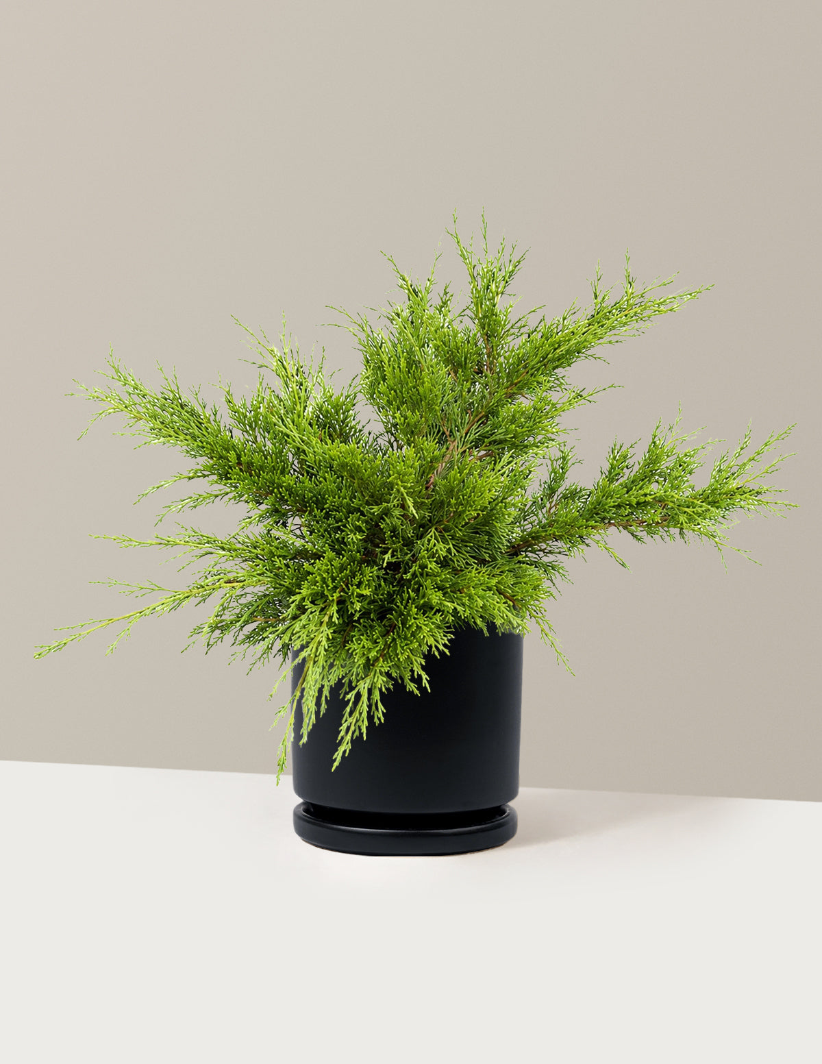 Calgary Carpet® Juniper