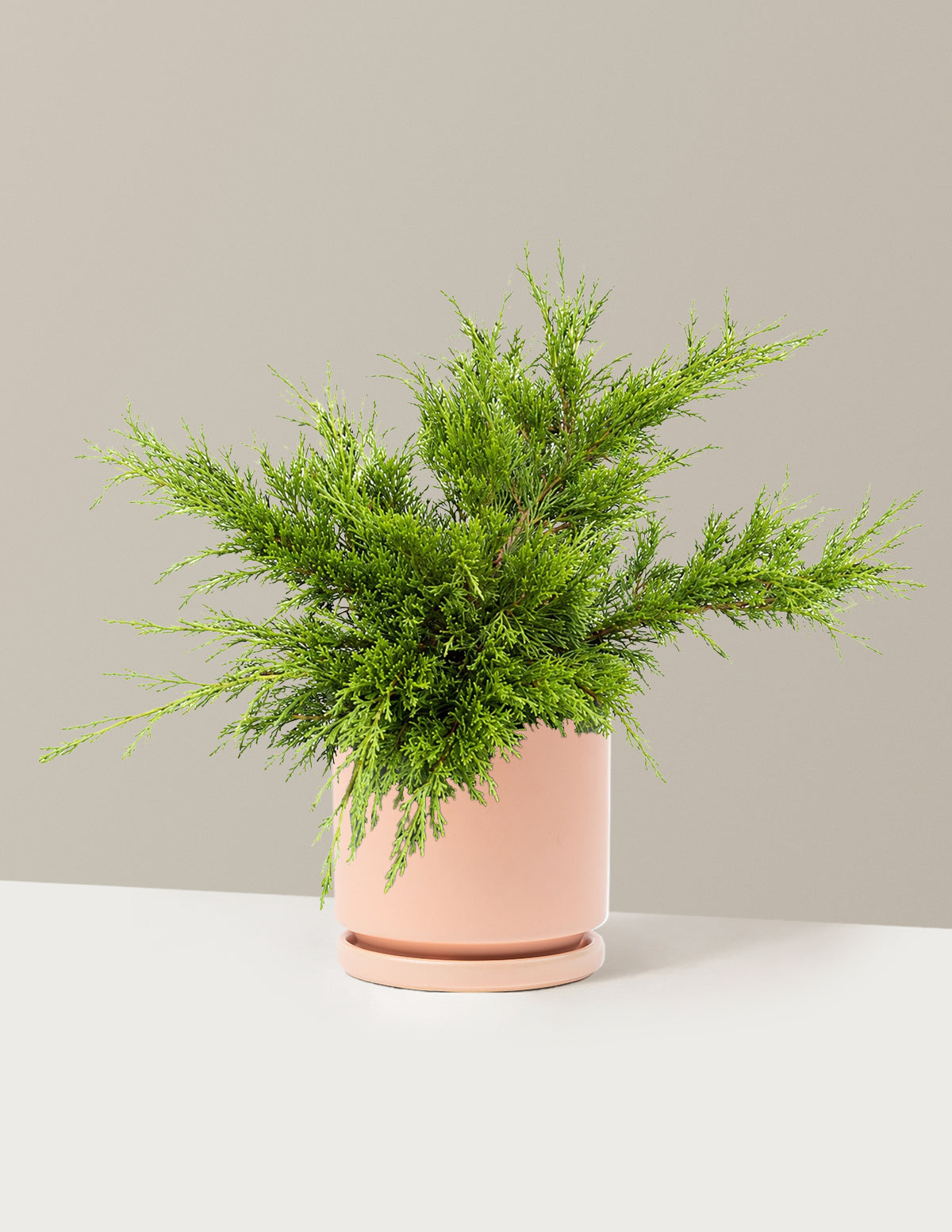 Calgary Carpet® Juniper