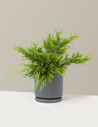 Calgary Carpet® Juniper