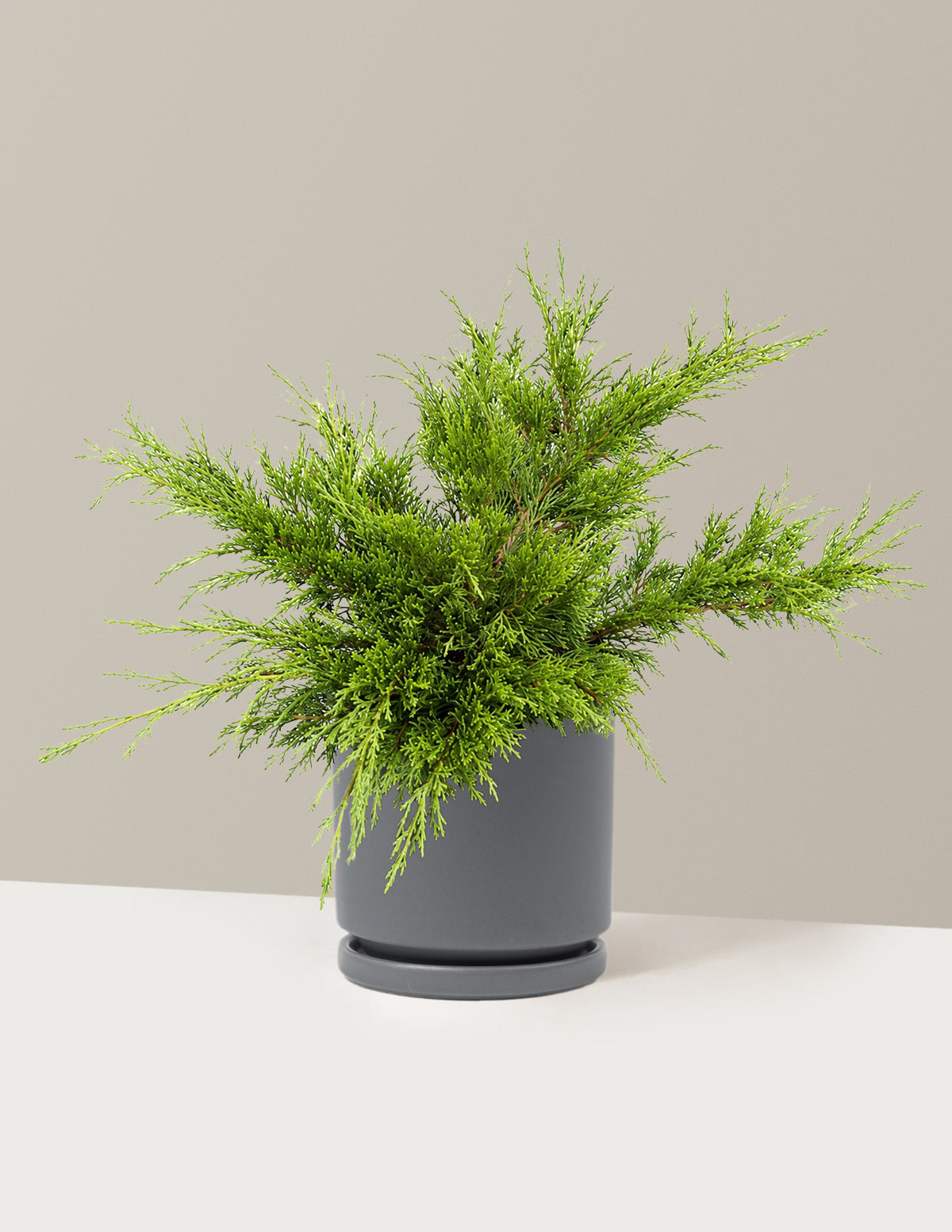 Calgary Carpet® Juniper