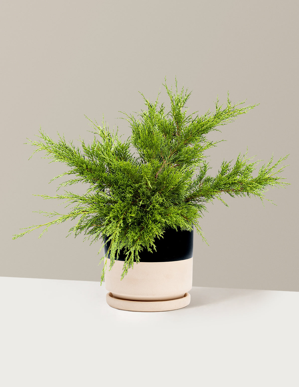 Calgary Carpet® Juniper