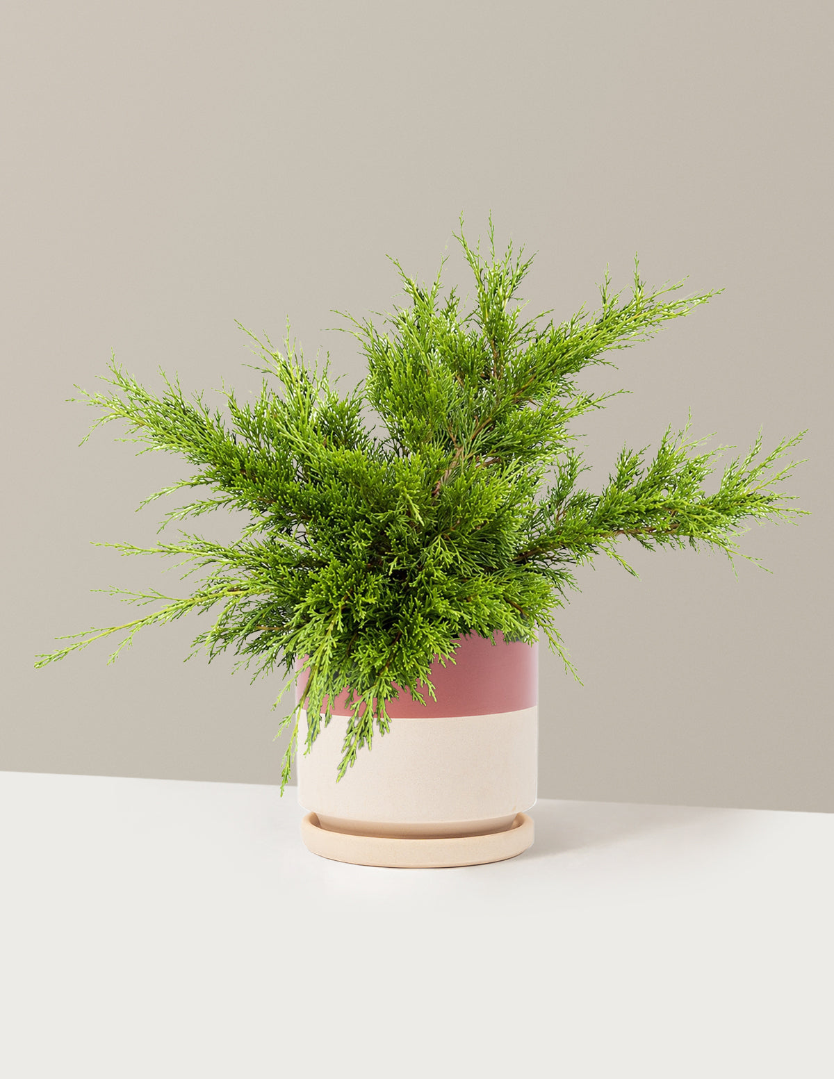 Calgary Carpet® Juniper