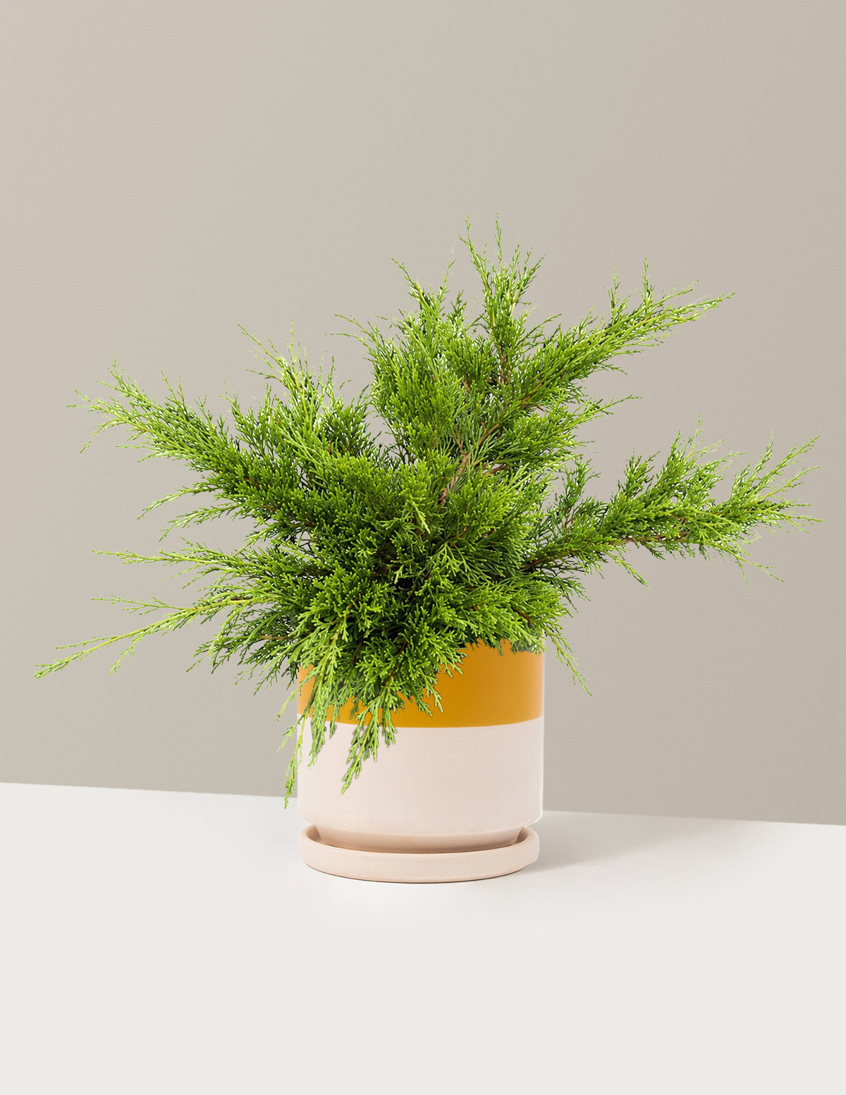 Calgary Carpet® Juniper