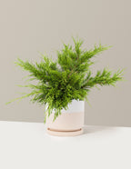 Calgary Carpet® Juniper