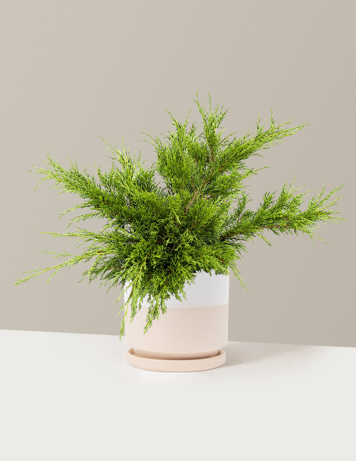 Calgary Carpet® Juniper