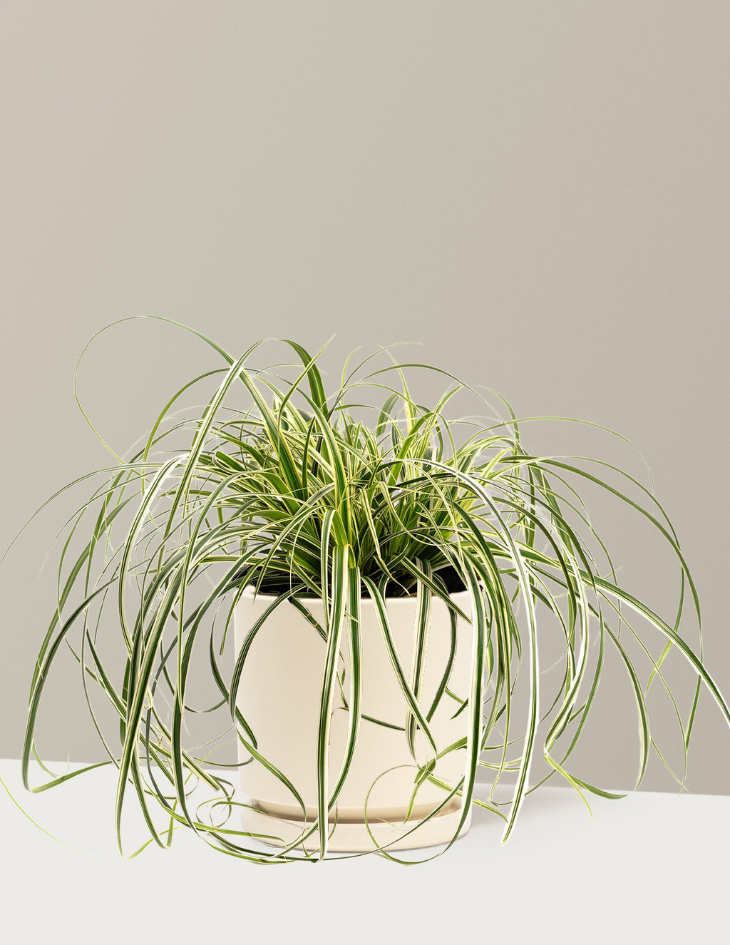 bundle | 1 Gallon | Isabella | Almond