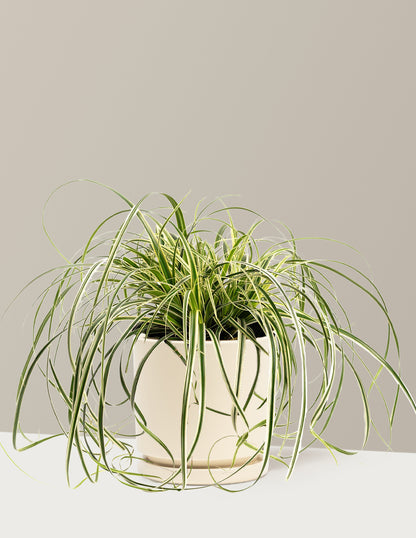Carex Feather Falls™