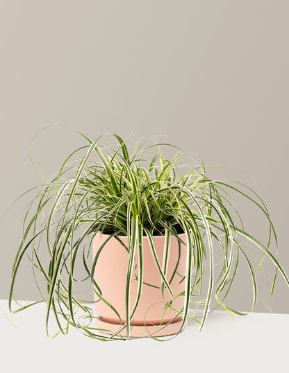 Carex Feather Falls™
