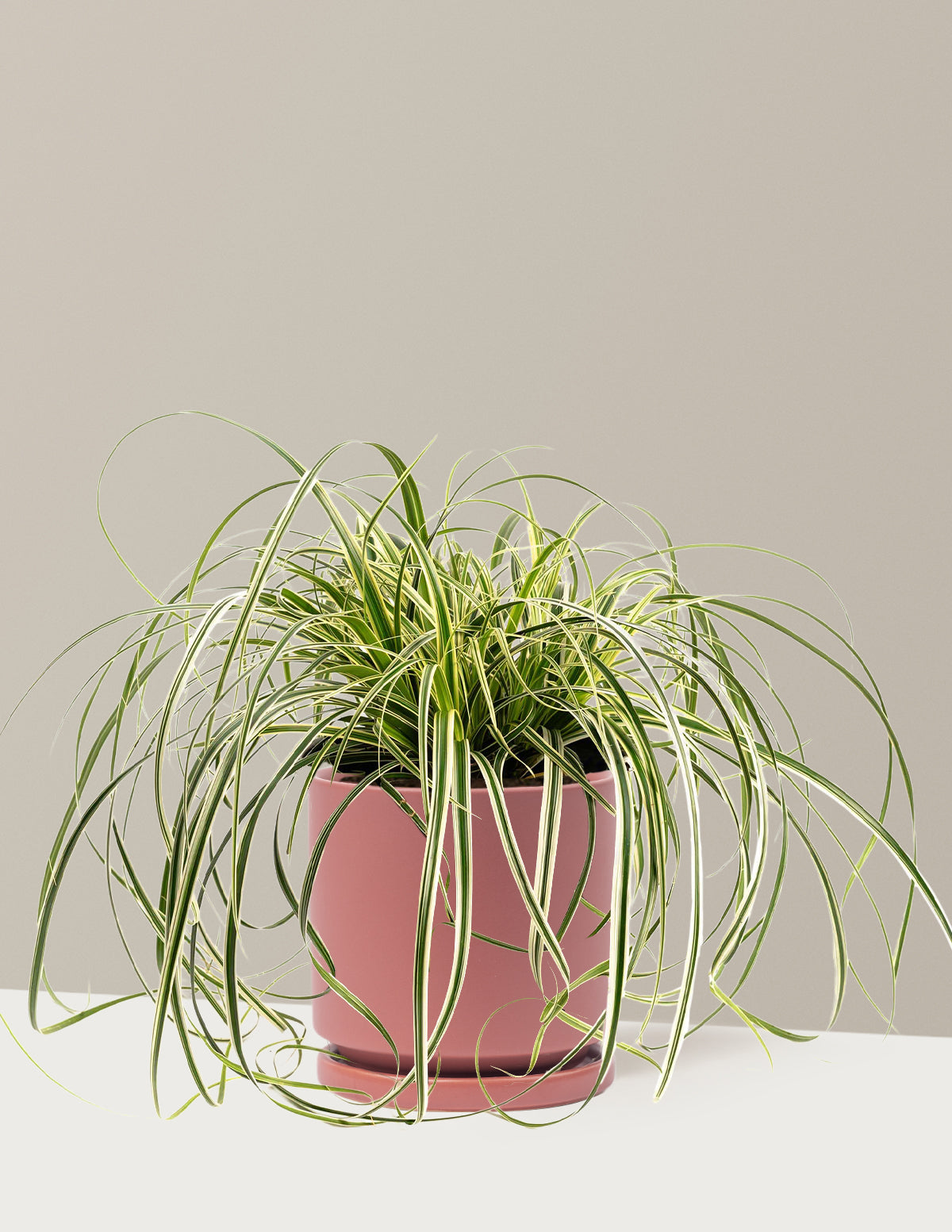 Carex Feather Falls™