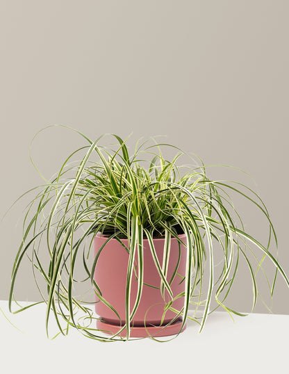 Carex Feather Falls™