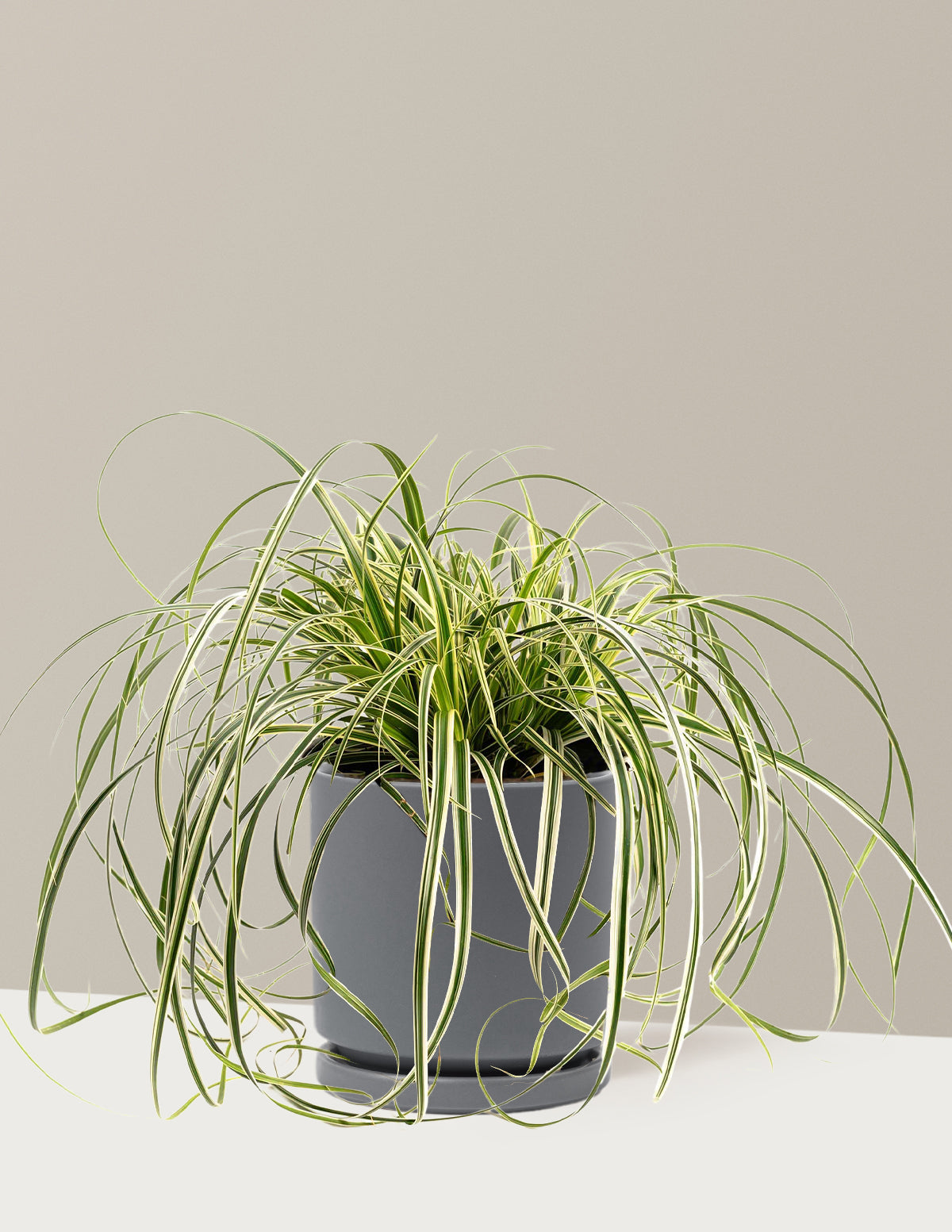 Carex Feather Falls™