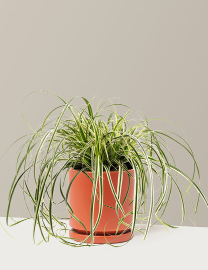 Carex Feather Falls™