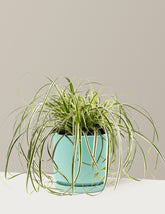 Carex Feather Falls™