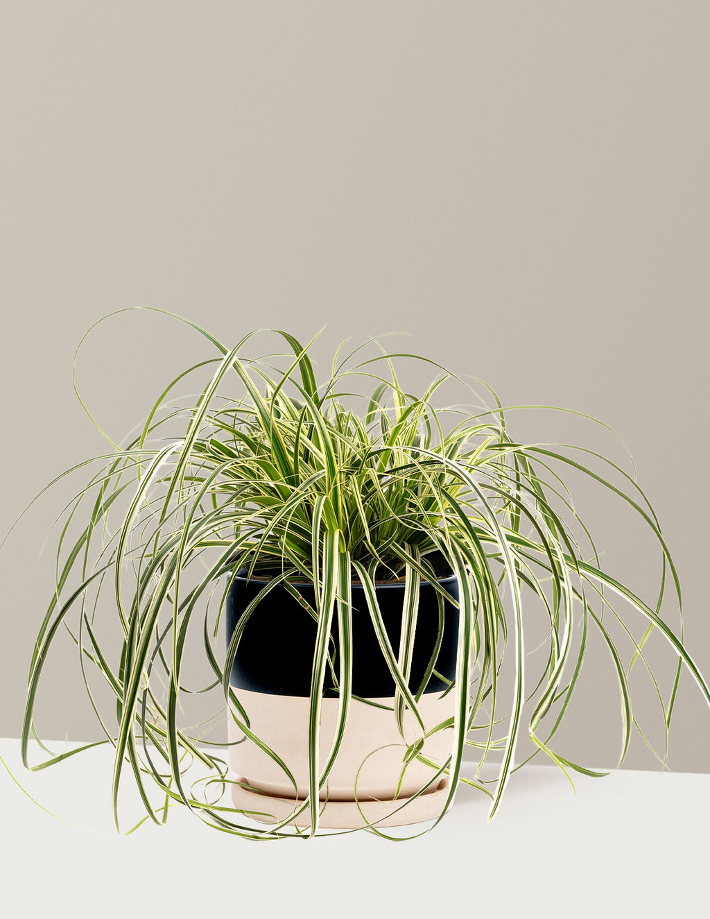 bundle | 1 Gallon | Isabella | Top Half Black