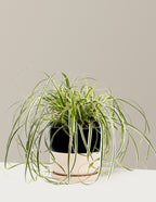bundle | 1 Gallon | Isabella | Top Half Black
