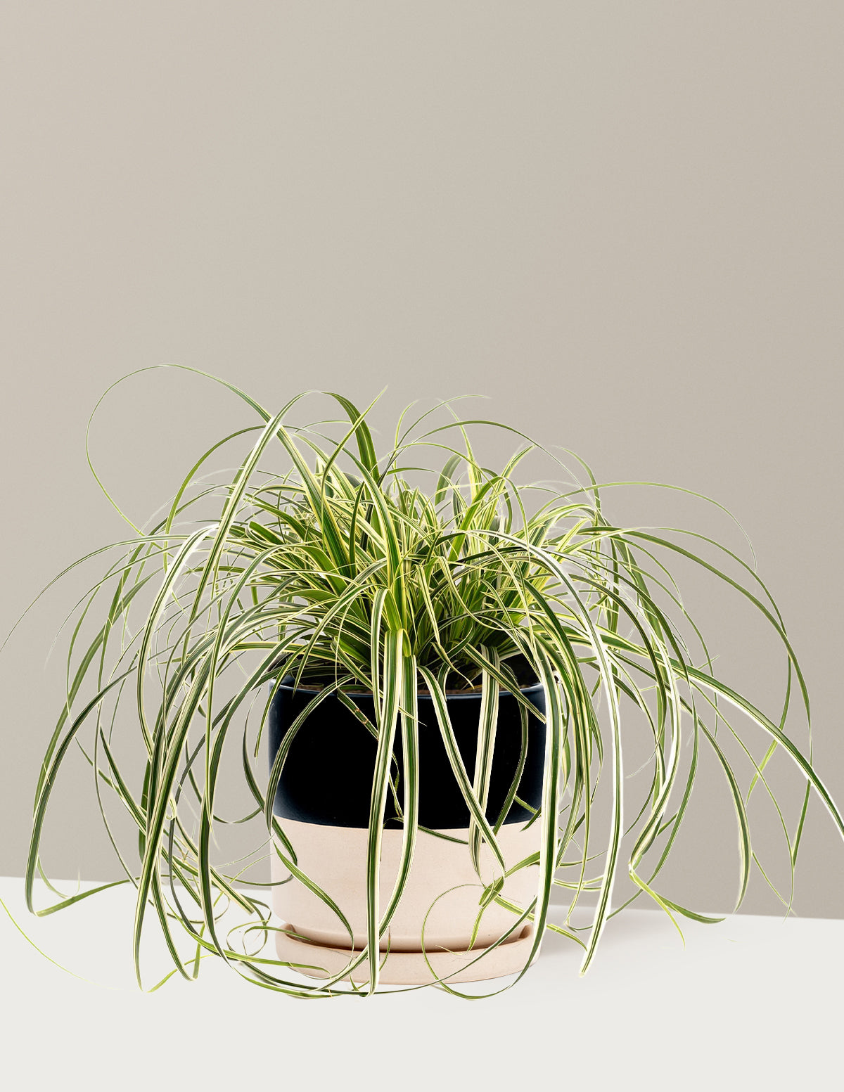 bundle | 1 Gallon | Isabella | Top Half Black