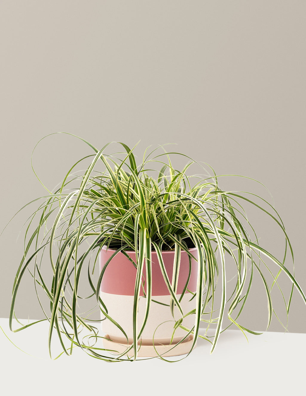 Carex Feather Falls™
