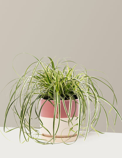 Carex Feather Falls™