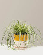 bundle | 1 Gallon | Isabella | Top Half Mustard
