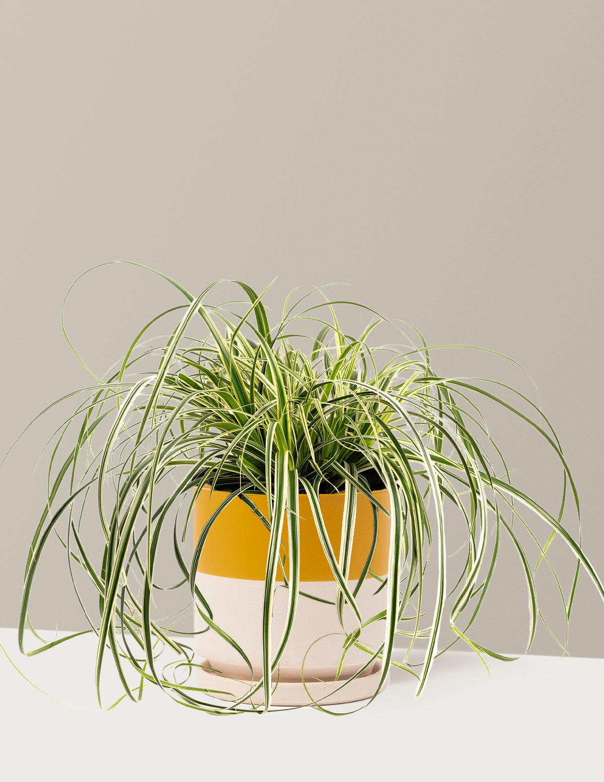 bundle | 1 Gallon | Isabella | Top Half Mustard