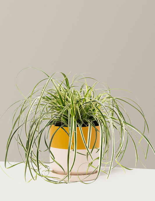 Carex Feather Falls™