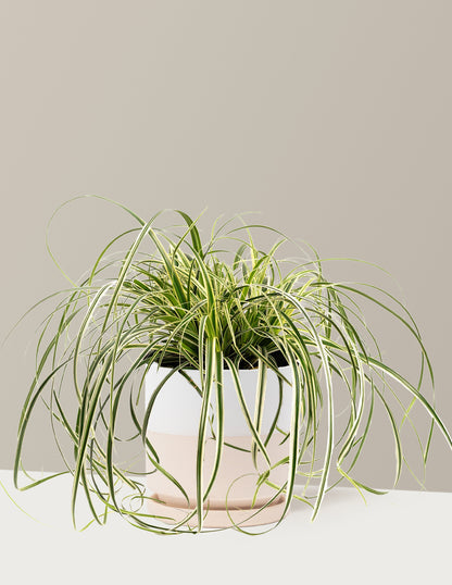 Carex Feather Falls™
