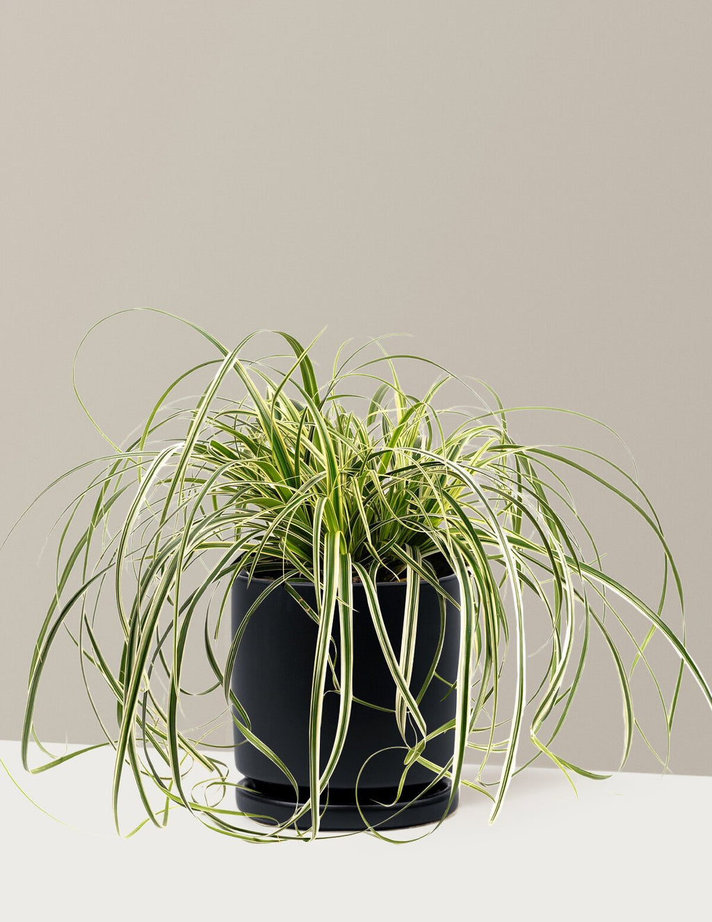 Carex Feather Falls™