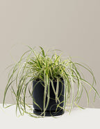 Carex Feather Falls™