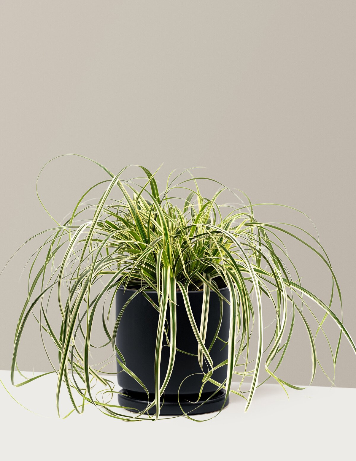 Carex Feather Falls™