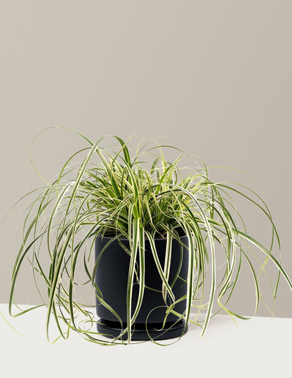 Carex Feather Falls™