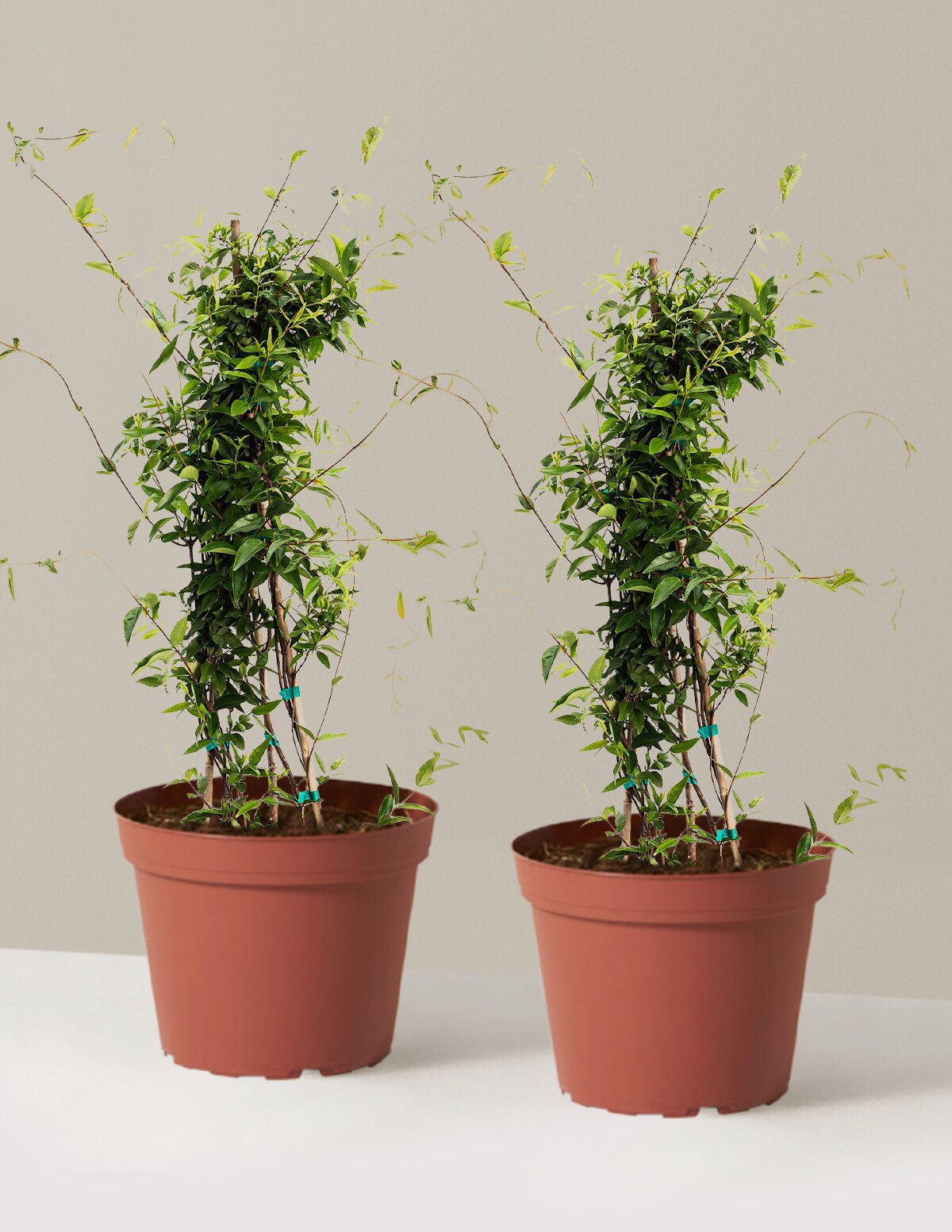 Carolina Jasmine