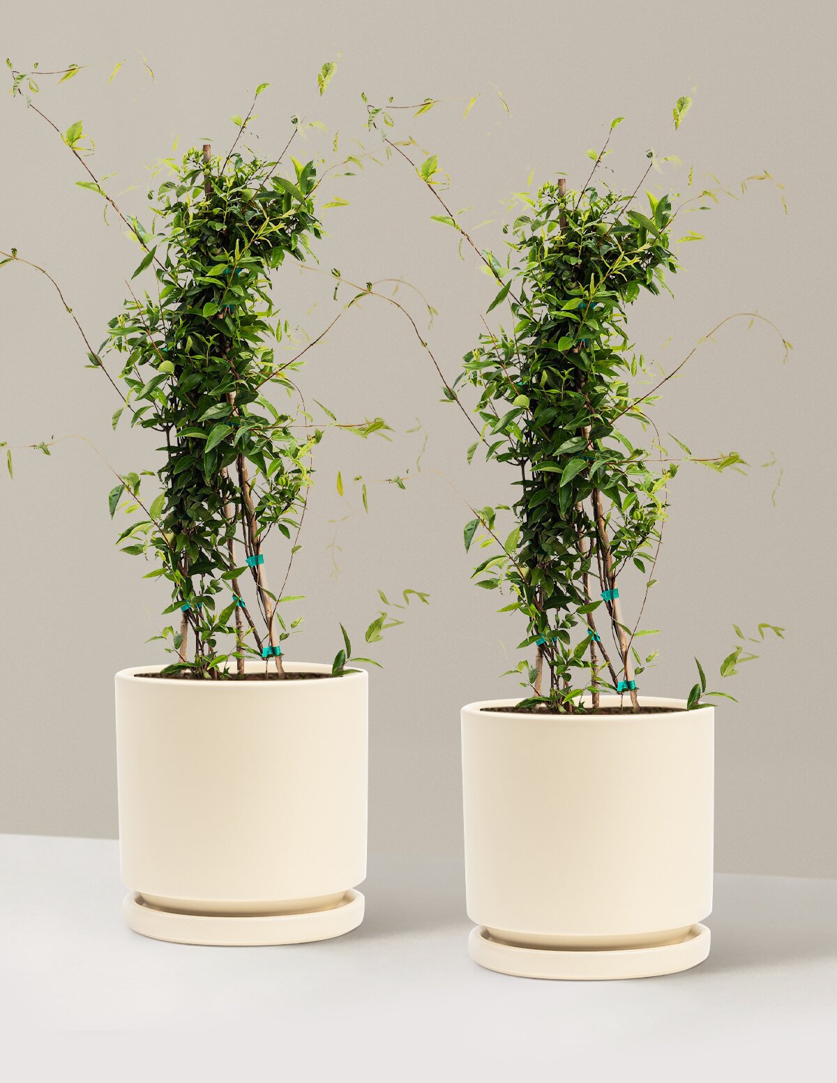 Carolina Jasmine