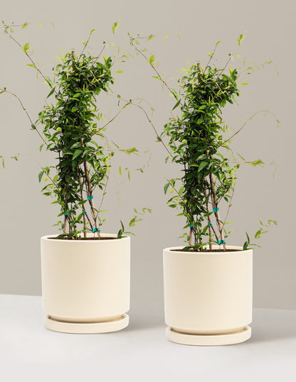 Carolina Jasmine