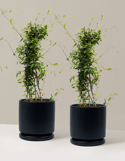 Carolina Jasmine