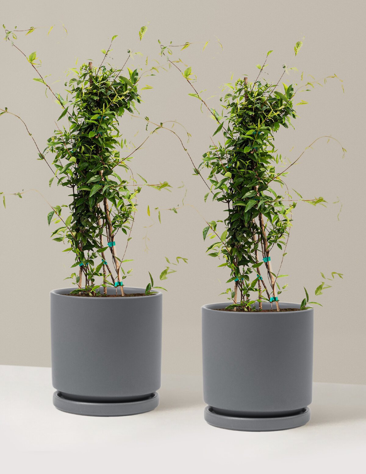 Carolina Jasmine