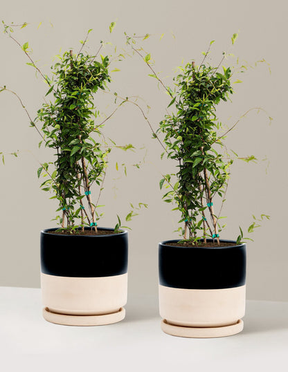 Carolina Jasmine
