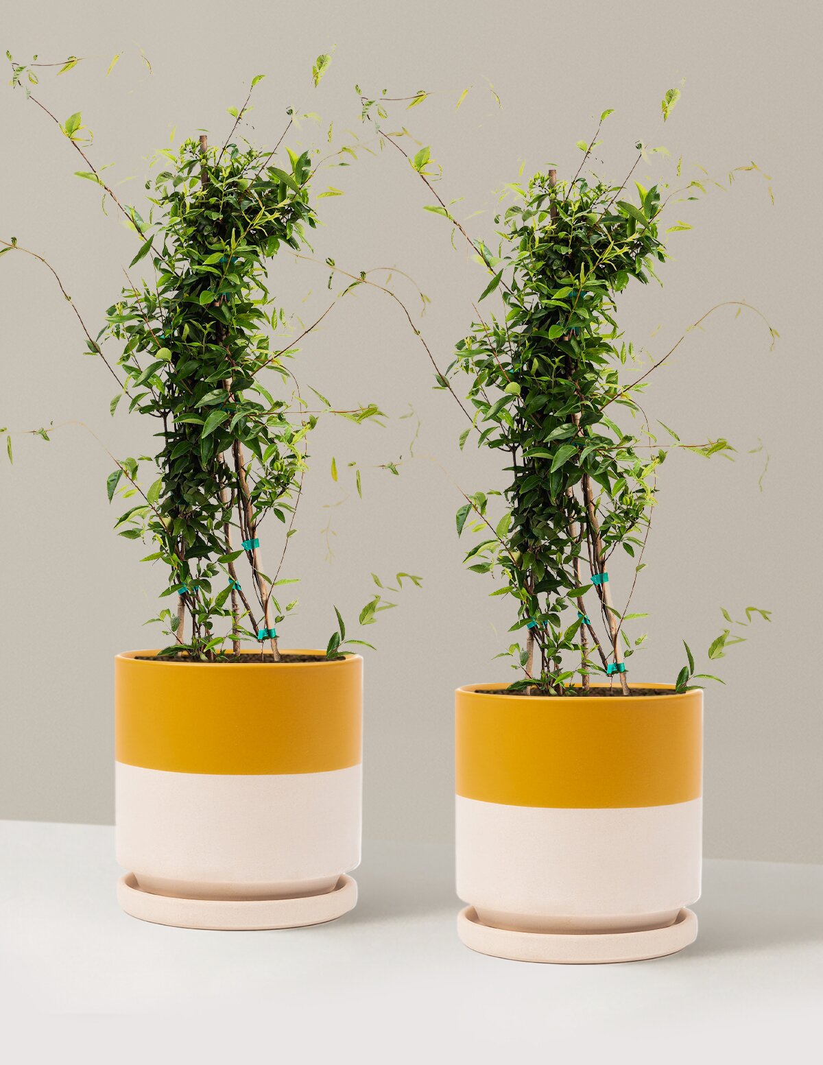 Carolina Jasmine