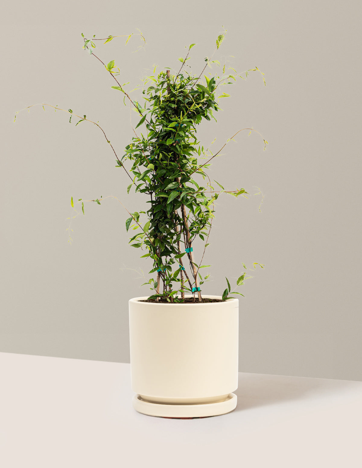 bundle | 1 Gallon | Isabella | Almond