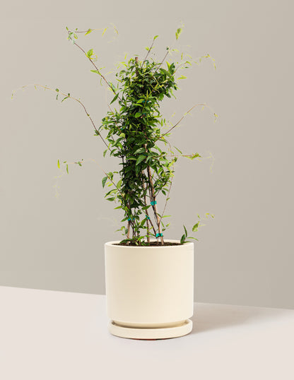 Carolina Jasmine